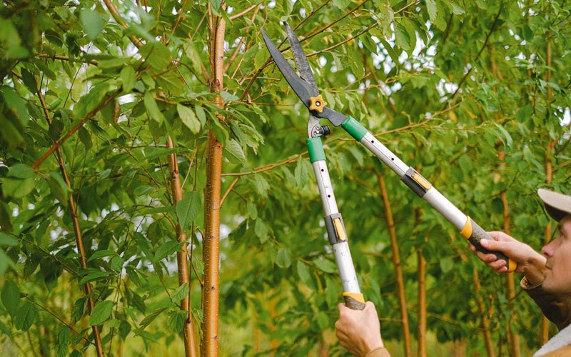 Tree trimming in Mannington, WV